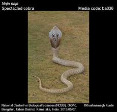 Image result for Najas horrida