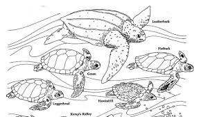 The bald eagle is the national bird of the united states. Education Games And Activities Office Of National Marine Sanctuaries