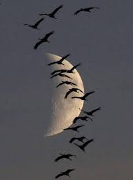 Marie D Romanciere On Twitter In 2020 Flying Photography Bird Birds In Flight