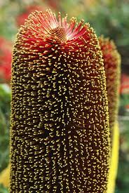 A Close View Of A Banksia Flower I Love The Banksia Seed Pods I Do Free Form Carving On Some And Use Altered Slices Australian Flowers Flowers Rare Flowers