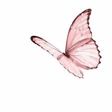 S H A R R A T U M Butterfly Wallpaper Pink Butterfly Butterfly Art