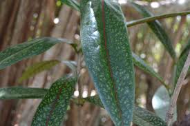 Image result for Coptosperma