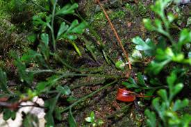 Image result for Odontosoria afra