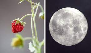 No, june's full moon won't look like a strawberry. Avawhftxkiv4hm