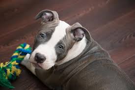 As a very general rule, dogs are considered adults when they're 18 months old. The Blue Nose Pitbull A Complete Guide To The Lesser Known American Pitbull Poochauthority