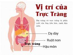 Tá tràng nằm ở đâu? Ä'áº¡i Trang Náº±m á»Ÿ Ä'au Dai Bao Nhieu Chá»©c NÄƒng Va Cáº¥u Táº¡o Tháº¿ Nao