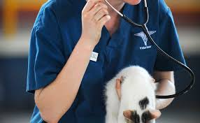 Il est important que le panier de votre chien, ainsi que ces autres affaires et accessoires, soient lavés régulièrement afin d'éviter que les poils et les mauvaises odeurs. Veterinaire De Garde Pour Quelles Interventions Ou Le Trouver Quels Tarifs