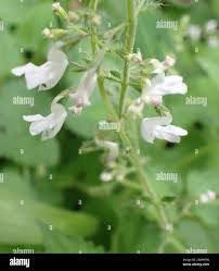 Image result for Equilabium