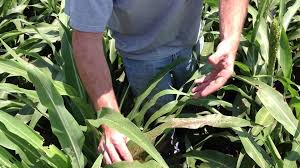 Darren Eck Discusses Reduced Disease Pressure