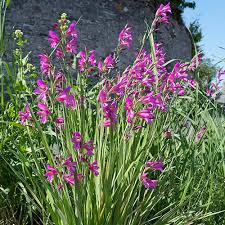 Image result for Gladiolus zambesiacus