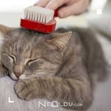 Cilt Sorunu Olan Kediler Icin En Iyi 5 Deri Ve Tuy Hassasiyeti Kedi Mamasi
