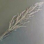 Image result for Eragrostis cylindriflora