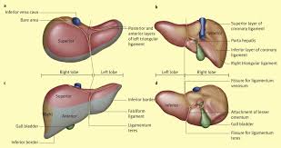 Histologically speaking, it has a complex microscopic structure, that can be viewed from several different angles. Anatomy Of The Liver Sciencedirect