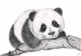 Feel free to explore, study and enjoy paintings with paintingvalley.com Realistic Face Realistic Panda Drawing Easy Novocom Top