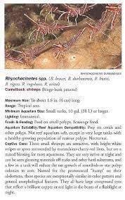I have been lucky enough to avoid aptasia, so i have not needed to research this yet. Differences Between Peppermint Shrimp And Camelback Shrimp Saltwaterfish Com Forums For Fish Lovers