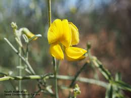 Image result for Crotalaria eremicola