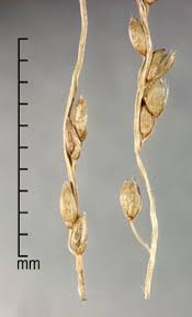 Image result for Digitaria abyssinica