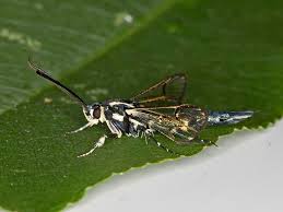 Image result for Synandrodaphne