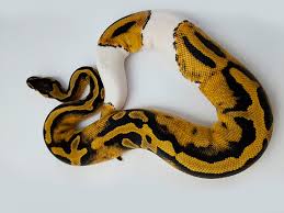 We also have ball pythons available that contain genes that include: Piebald Morph List World Of Ball Pythons