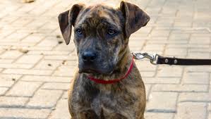 As far as puppies go, these are very. Catahoula Bulldog Mixed Dog Breed Pictures Characteristics Facts