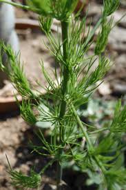 Image result for Asparagus minutiflorus