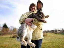 Pin By Kathy Couet On Descit - Lol Pics Giant Rabbit Cute Animals Big Bunny