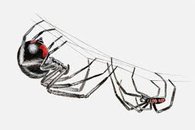 Die schwarze in den meisten literaturquellen wird die bananenspinne als die giftigste spinne der welt beschrieben. Schwarze Witwe Wie Giftig Ist Sie Wirklich Galileo