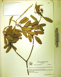 Image result for Capparis citrifolia