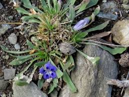 Image result for Aptosimum