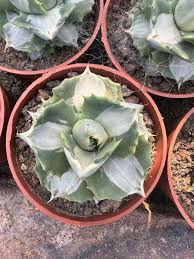 Image result for Agavaceae