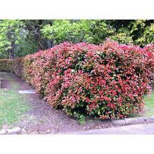 Photinia Robusta Google Search Garden Plants Lighting