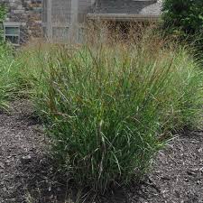 Enjoy rich green healthy looking lawn all year every year! Switch Grass Shenandoah For Sale At The Grass Pad