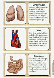 Pin Von Naomi Branson Auf Deutsche Sachunterricht Grundschule Menschlicher Korper Aktivitaten Erste Hilfe Unterricht