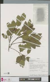 Image result for Kotschya africana