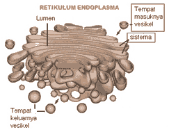 We did not find results for: Organel Sel Hewan Fungsi Struktur Gambar Lengkap