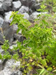 Image result for Mesosphaerum pectinatum