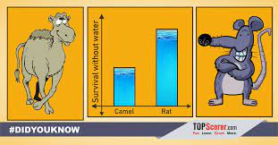A camel is an animal that can walk for miles without water or food, can look through fast blowing sand and bear harsh temperatures quite easily. Topscorerapp On Twitter Didyouknow We All Know That The Camels Are Called Ships Of The Desert As It Can Survive For Days Without Water Did You Know That Rats Are More Powerful