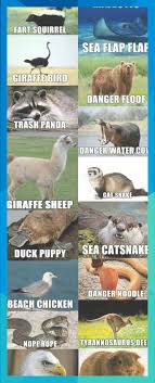 Alternate Names For Animalstap The Link To Check Out Great Cat Products We Have For Your Little Feline Frien Funny Animal Names Animal Jokes Funny Animal Memes