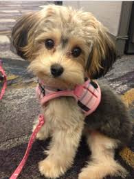 A yorkie poodle mix will be affectionate, intelligent, and will love being around family. Yorkie Yorkie Poo Yorkie Cutest Puppies Novocom Top
