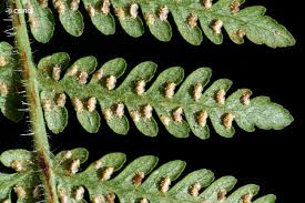 Image result for Hypolepis