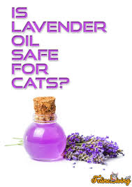 The oils are detoxifying and if they aren't properly hydrated the toxins will just sit in. Is Lavender Oil Safe For Cats 2 Most Common Uses Revealed