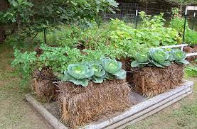 Please try to refresh the page. Straw Bale Gardening Easy Inexpensive Accessible Joe Gardener
