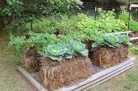 We did not find results for: Straw Bale Gardening Easy Inexpensive Accessible Joe Gardener