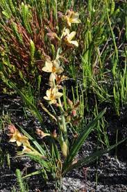 Image result for Wachendorfia