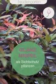 Glanzmispel Pflanzen Und Pflegen Pflanzen Sichtschutz Pflanzen Mispel