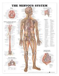 The Nervous System Laminated Anatomical Chart