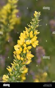 Image result for Ulex minor