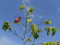 Image result for Xylopia lukei