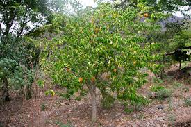 Image result for Averrhoa carambola