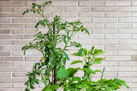 The outside planting site needs to receive full sun; What Is The Best Way To Plant Zucchini Grow Food Guide